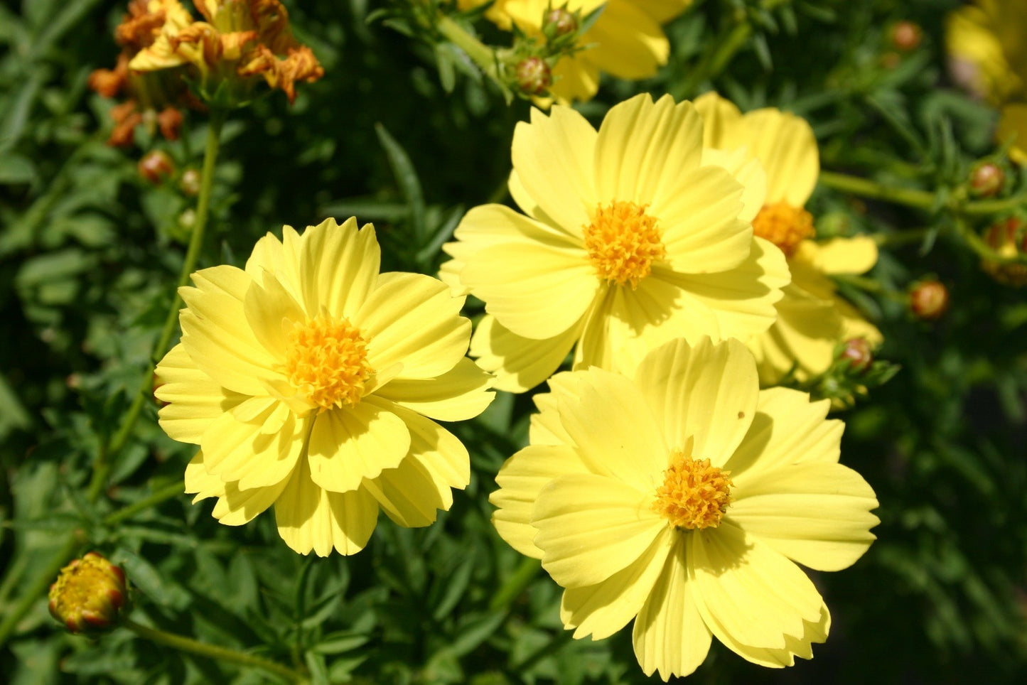 Cosmos Sulphur Dwarf Lemon Yellow, 100 Flower Seeds Per Packet