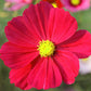 Cosmos Dwarf Red, 100 Flower Seeds Per Packet