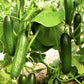Beit Alpha Burpless Cucumber, 100 Heirloom Seeds Per Packet, Non GMO Seeds