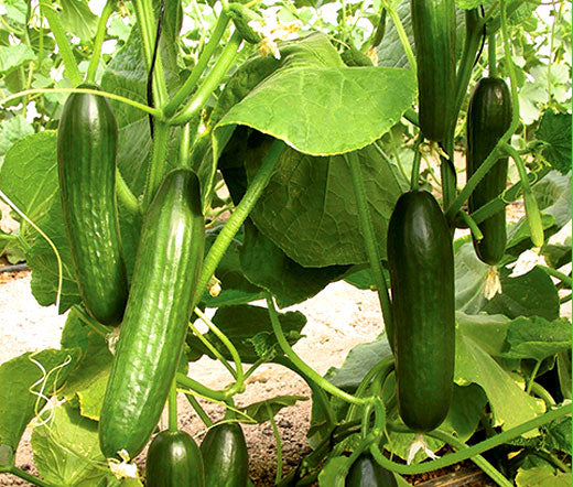 Beit Alpha Burpless Cucumber, 100 Heirloom Seeds Per Packet, Non GMO Seeds