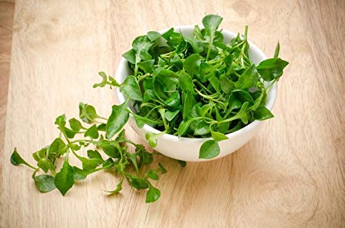 Curled Cress Herb, 500 Heirloom Seeds Per Packet, Non GMO Seeds