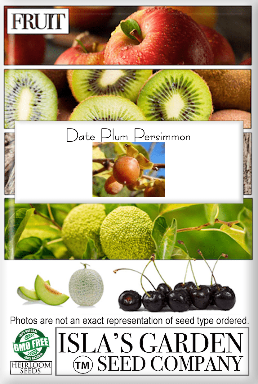 Date Plum Persimmon, 30 Seeds Per Packet