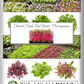Detroit Dark Red Microgreens, 100 Heirloom Seeds Per Packet, Non GMO Seeds