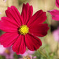 Cosmos Dwarf Red, 100 Flower Seeds Per Packet