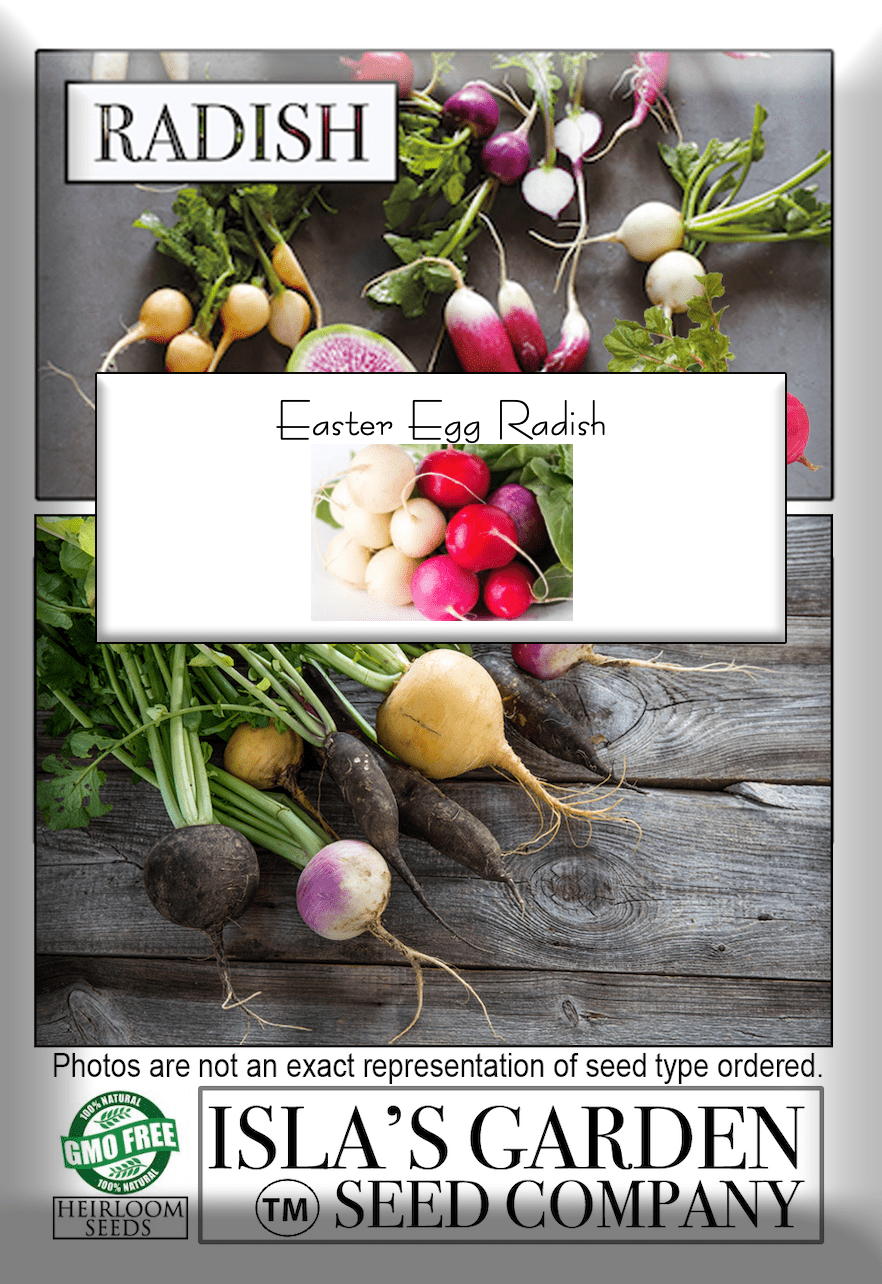 Easter Egg Blend Radish Seed, 250 Heirloom Seeds Per Packet, Non GMO Seeds