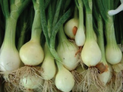 Evergreen Bunching Nebuka Onion, 500 Heirloom Seeds Per Packet, Non GMO Seeds