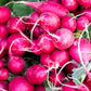 Pink Celebration Radish Seeds, 100 Heirloom Seeds Per Packet, Non GMO Seeds