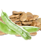 Fava Broad Windsor Bean Seeds, 20 Heirloom Seeds Per Packet, Non GMO Seeds