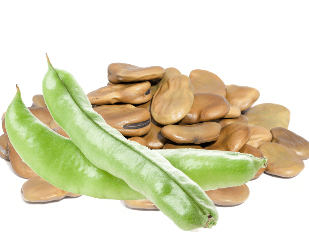 Fava Broad Windsor Bean Seeds, 20 Heirloom Seeds Per Packet, Non GMO Seeds