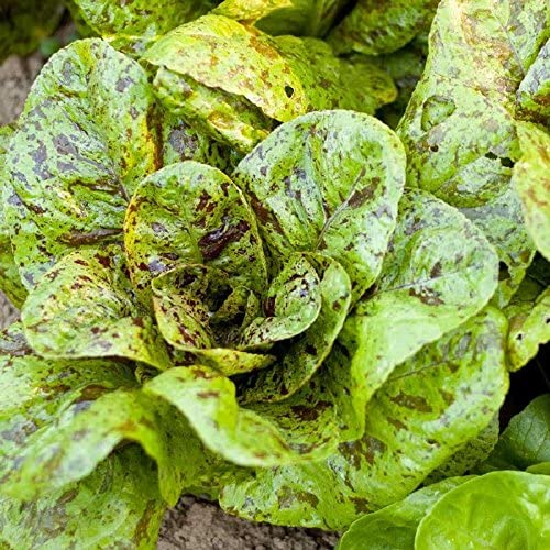 Freckles Romaine Lettuce, 1000 Heirloom Seeds Per Packet, Non GMO Seeds