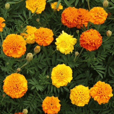 Petite French Marigold, 1000 Flower Seeds Per Packet
