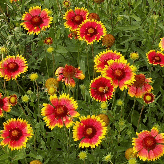 Blanketflower Indian Perennial, 500 Flower Seeds Per Packet