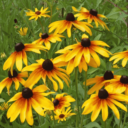 daisy wildflower seeds Daisy Gloriosa, 1000 Flower Seeds Per Packet – Isla's Garden