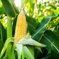 Golden X Bantom Sweet Corn Seeds, 50+ Heirloom Seeds Per Packet, Non GMO Seeds, Botanical Name: Zea mays