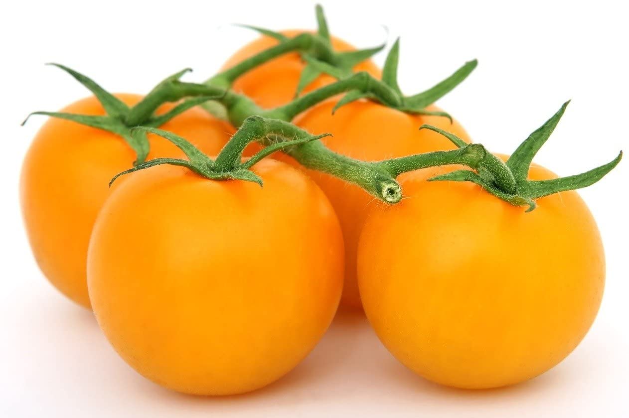 Golden Jubilee Heirloom Tomato, 100 Seeds Per Packet, Non GMO Seeds, Botanical Name: Solanum lycopersicum