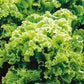 Green Ice Lettuce Seeds, 1000+ Heirloom Seeds Per Packet, Non GMO Seeds