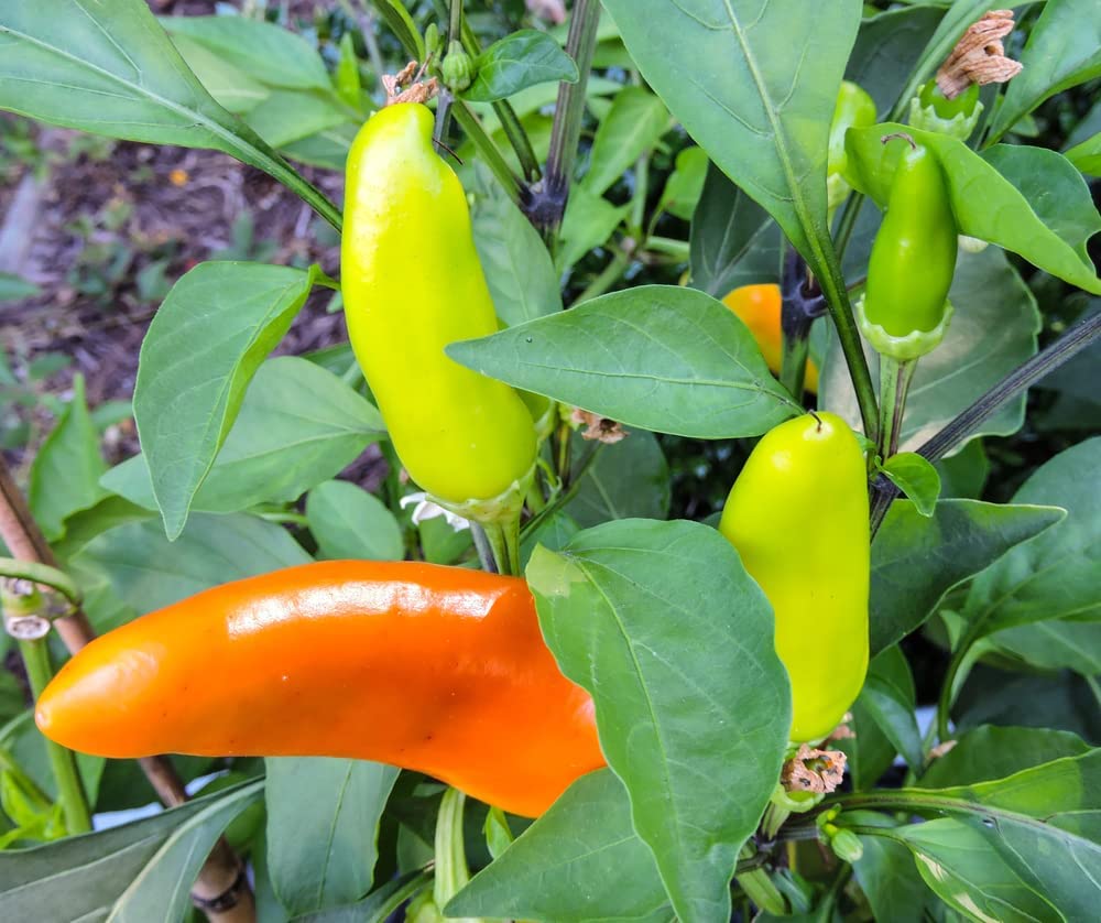 Hungarian Sweet Pepper Seeds, 100+ Heirloom Seeds Per Packet, Non GMO Seeds, Botanical Name: Capsicum annuum
