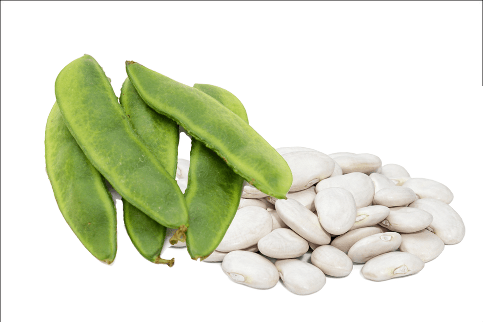 Henderson Lima Bean, 50 Heirloom Seeds Per Packet, Non GMO Seeds