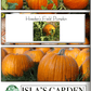 Howden's Pumpkin Seeds, 20 Heirloom Seeds Per Packet, Non GMO Seeds
