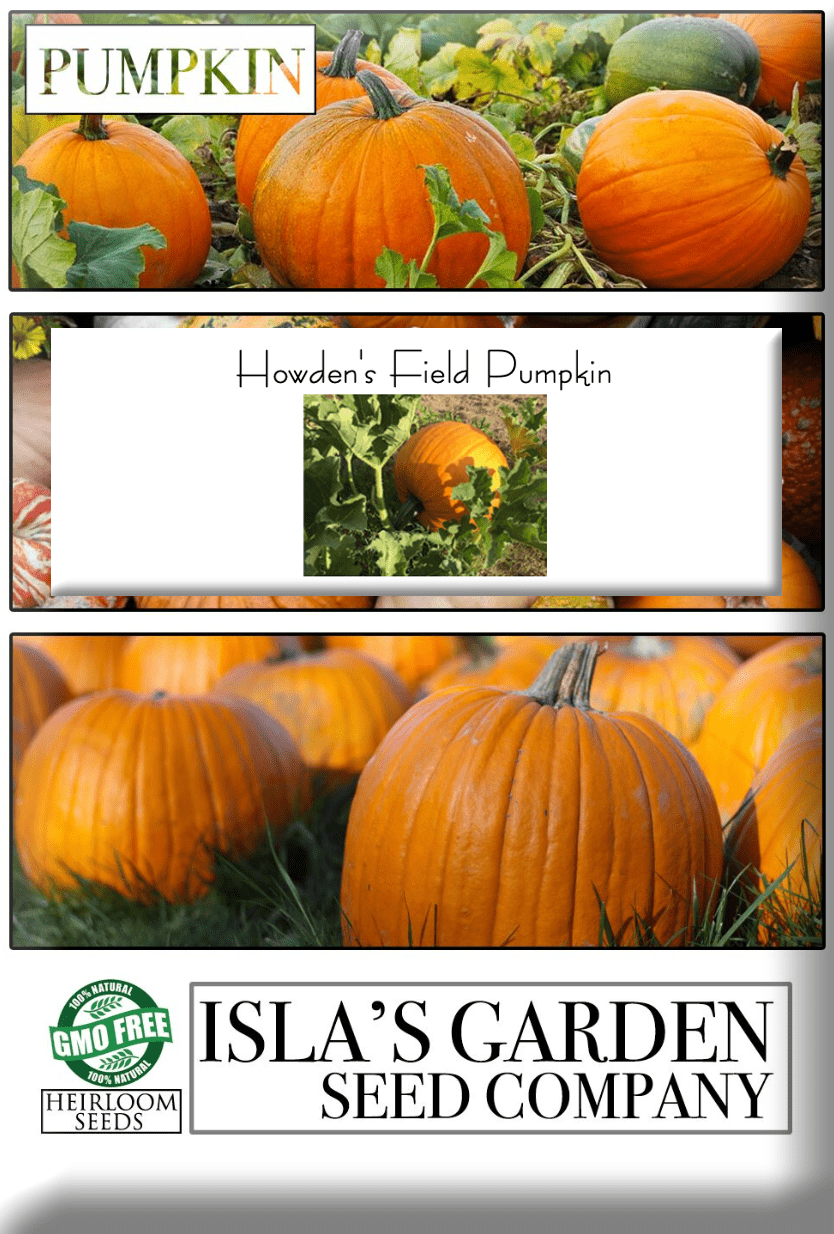 Howden's Pumpkin Seeds, 20 Heirloom Seeds Per Packet, Non GMO Seeds
