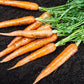 Imperator 58 Carrot Seeds, 400+ Heirloom Seeds Per Packet, Non GMO Seeds