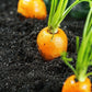 Imperator 58 Carrot Seeds, 400+ Heirloom Seeds Per Packet, Non GMO Seeds