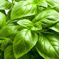 Italian Large Leaf Basil seeds, 500+ Heirloom Seeds Per Packet, Non GMO Seeds