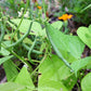 Jade Bush Bean, 50 Heirloom Seeds Per Packet, Non GMO Seeds