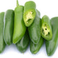 Jalapeno Tam Hot Pepper, 150 Heirloom Seeds Per Packet, Non GMO Seeds