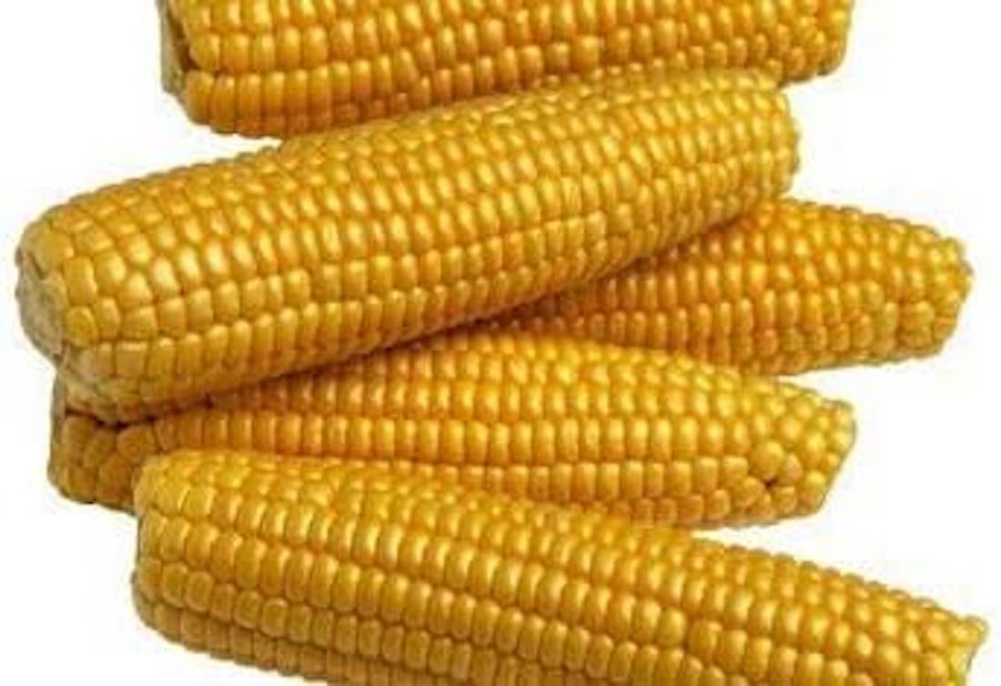 Kandy Corn Seeds, 25 Heirloom Seeds Per Packet, Non GMO Seeds, Botanical Name: Zea mays