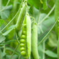 Little Marvel Pea Seeds, 50 Heirloom Seeds Per Packet, Non GMO Seeds