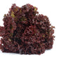 Lollo Rosso Lettuce, 500 Heirloom Seeds Per Packet, Non GMO Seeds