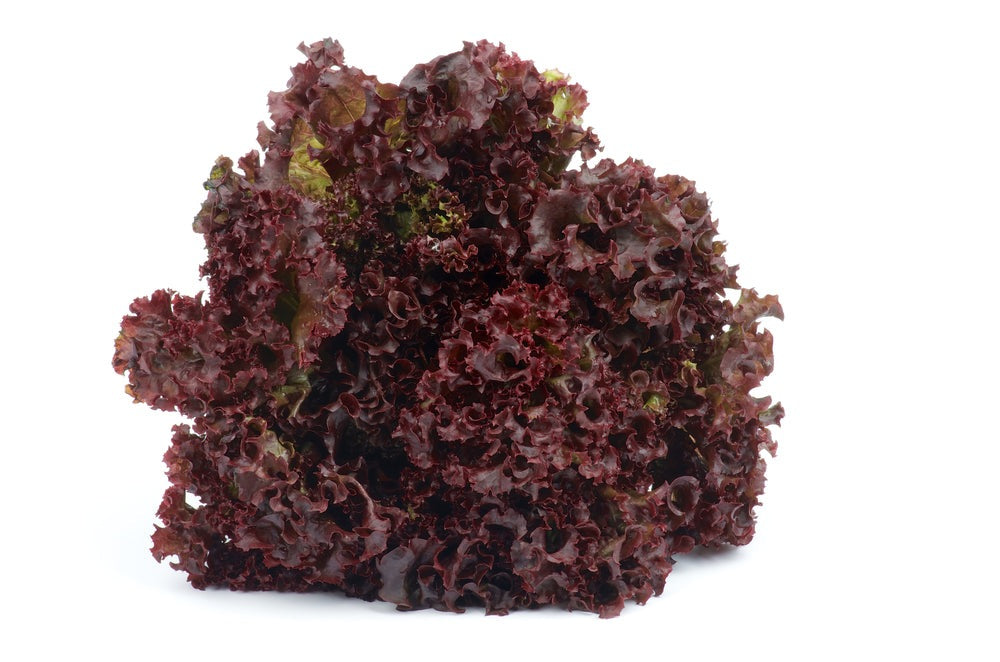 Lollo Rosso Lettuce, 500 Heirloom Seeds Per Packet, Non GMO Seeds