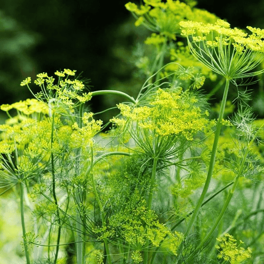 Mammoth Long Island Dill Herb, 1500 Heirloom Seeds Per Packet, Non GMO Seeds