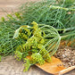 Mammoth Long Island Dill Herb, 1500 Heirloom Seeds Per Packet, Non GMO Seeds