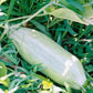 Banana Melon, 120 Heirloom Seeds Per Packet, Non GMO Seeds