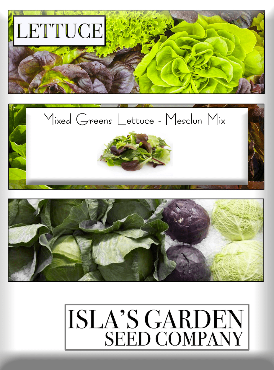 Mixed Greens Lettuce Variety, 500 Heirloom Seeds Per Packet, Non GMO Seeds