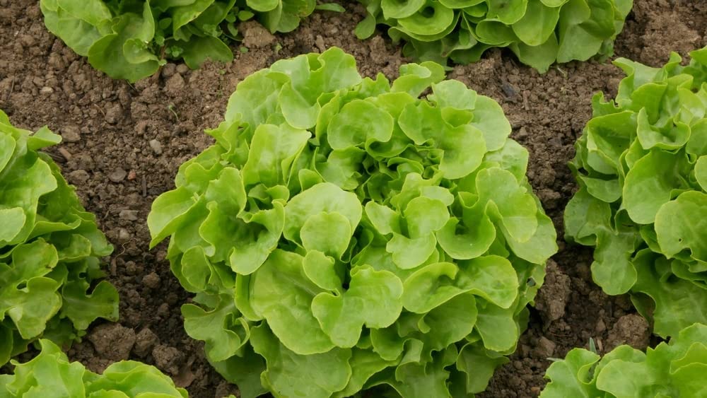 Oakleaf Lettuce Seeds, 1000 Heirloom Seeds Per Packet, Non GMO Seeds