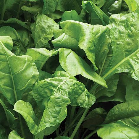 Perpetual Spinach, 300 Heirloom Seeds Per Packet, Non GMO Seeds