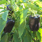 Purple Beauty Bell Peppers, 100 Heirloom Seeds Per Packet, Non GMO Seeds
