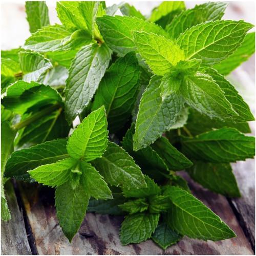 Peppermint Herb, 500 Heirloom Seeds Per Packet, Non GMO Seeds