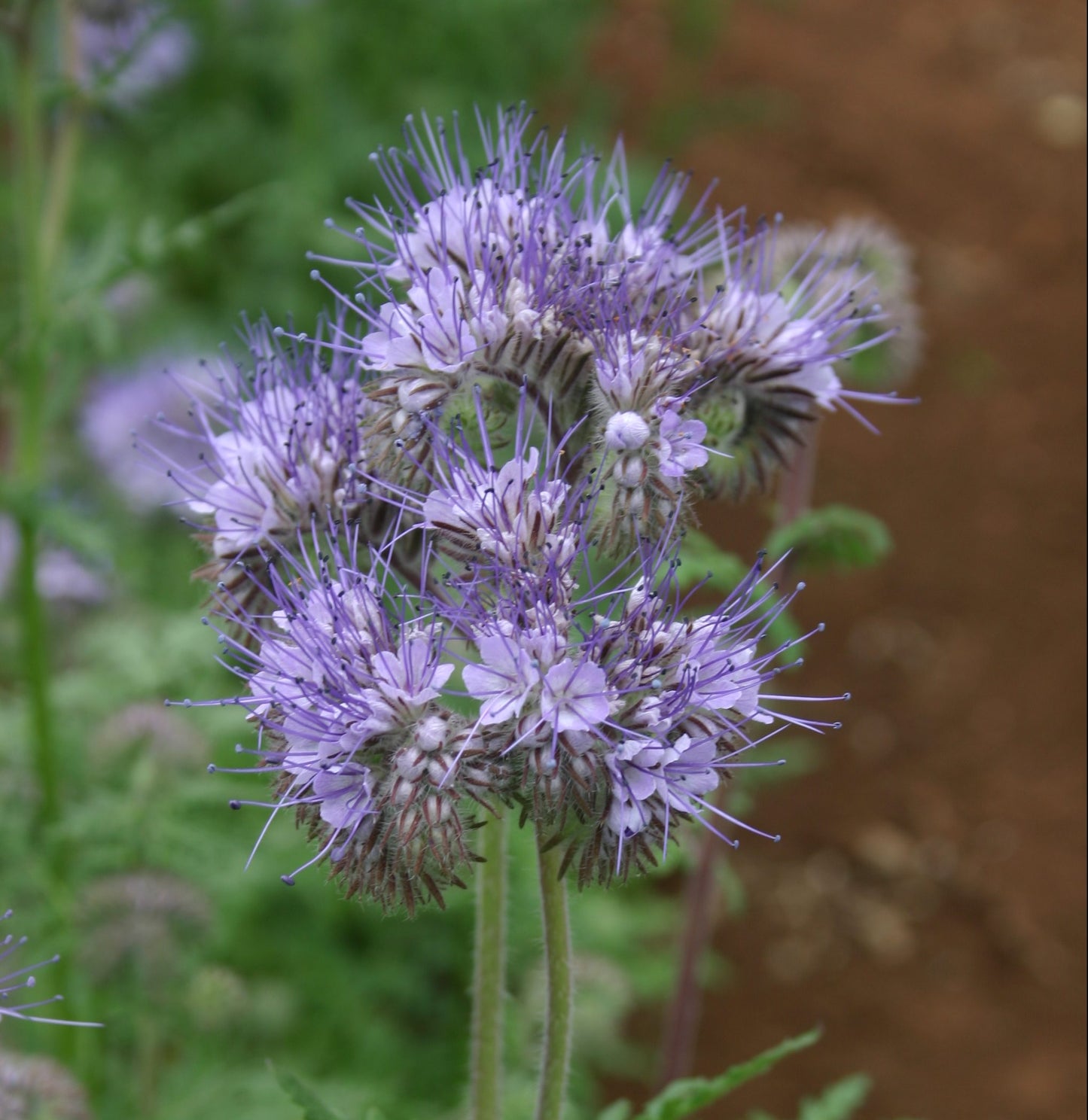 Phacelia Lacy Fiddleneck, 300 Flower Seeds Per Packet