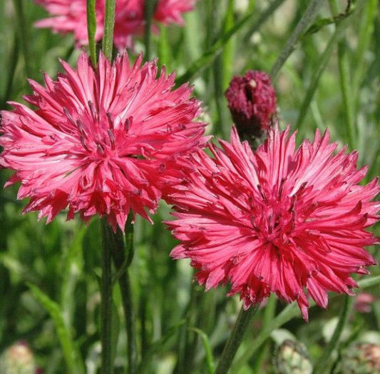 Bachelor Button "Pinkie", 200 Flower Seeds Per Packet