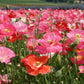 Poppy Shirley Single Mix, 3000 Flower Seeds Per Packet