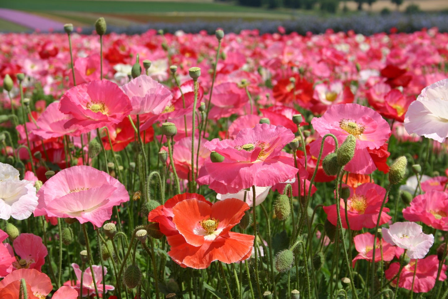 Poppy Shirley Single Mix, 3000 Flower Seeds Per Packet