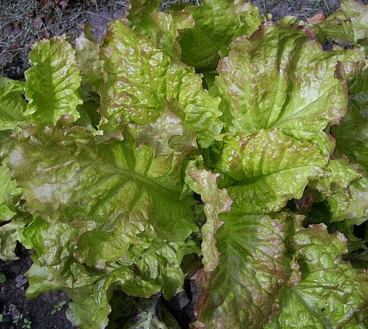 Prizehead Leaf Lettuce, 1000 Heirloom Seeds Per Packet, Non GMO Seeds