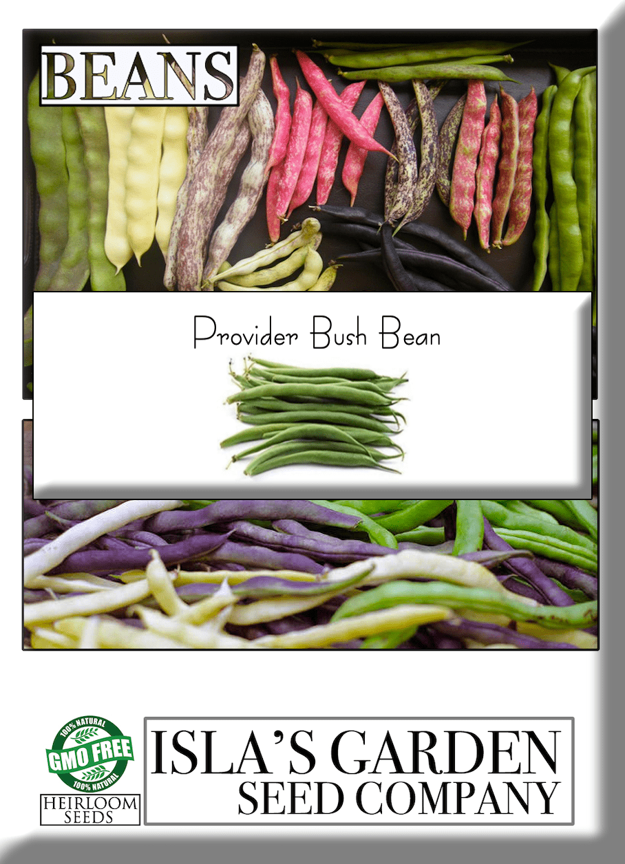 Provider Bush Bean Seeds, 30 Heirloom Seeds Per Packet, Non GMO Seeds