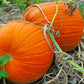 Connecticut Pumpkins, 50 Heirloom Seeds Per Packet, Non GMO Seeds