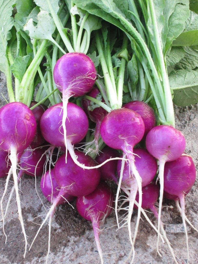 Purple Plum Radish, 150 Heirloom Seeds Per Packet, Non GMO Seeds