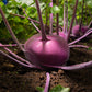 Purple Vienna Kohlrabi Seeds, 300+ Heirloom Seeds Per Packet, Non GMO Seeds